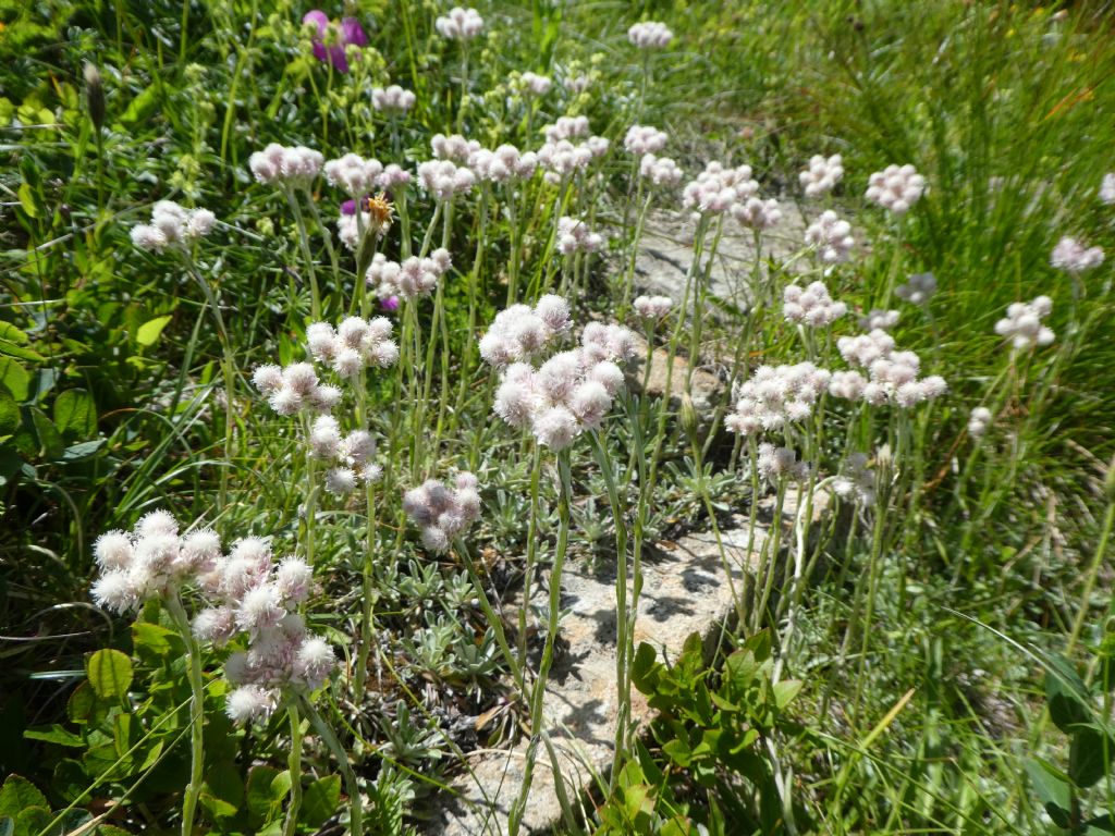 Antennaria dioica / Sempiterni di montagna